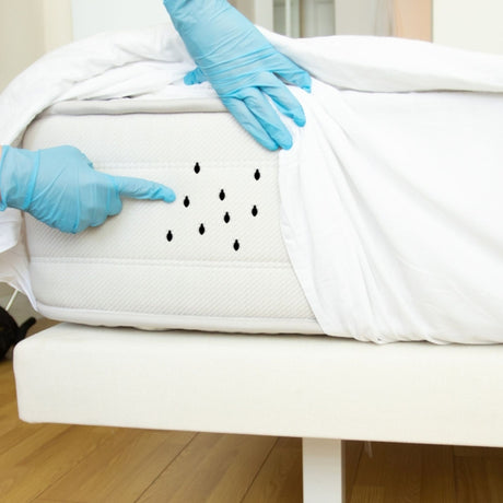 bed bug safety training