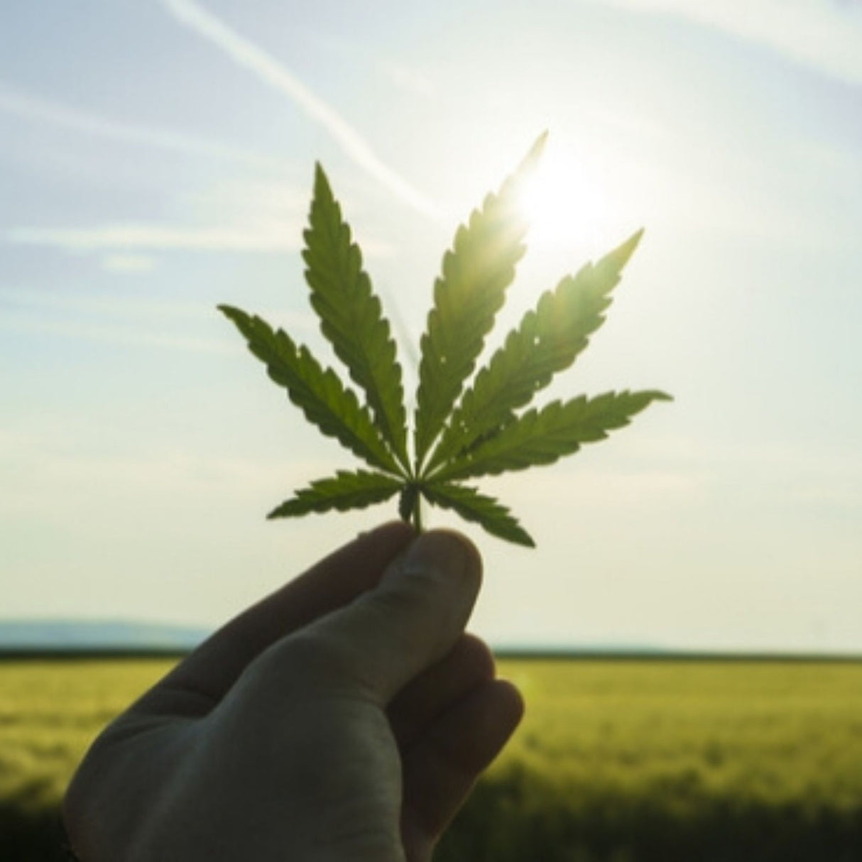 cannabis leaf