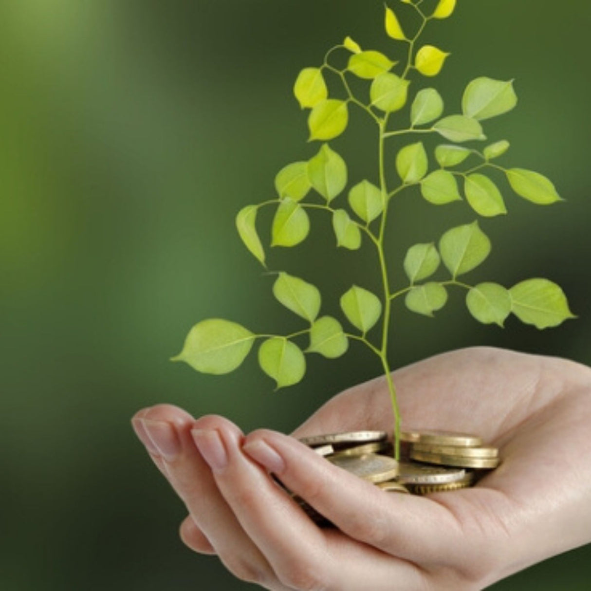 money tree