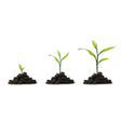 business growth