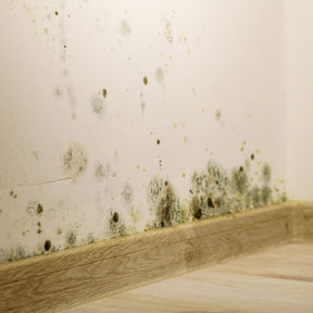 mould safety training