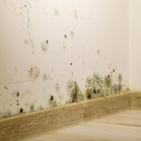 mould safety training