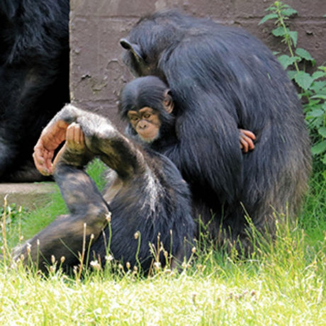 teach kids about human evolution