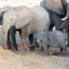 Amazing Animal Parents Online Training Course